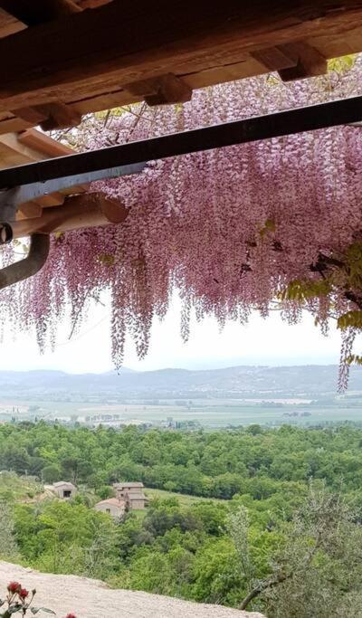 Vesper - Casale Con Piscina - Ad Galli Cantum Città della Pieve Exteriér fotografie